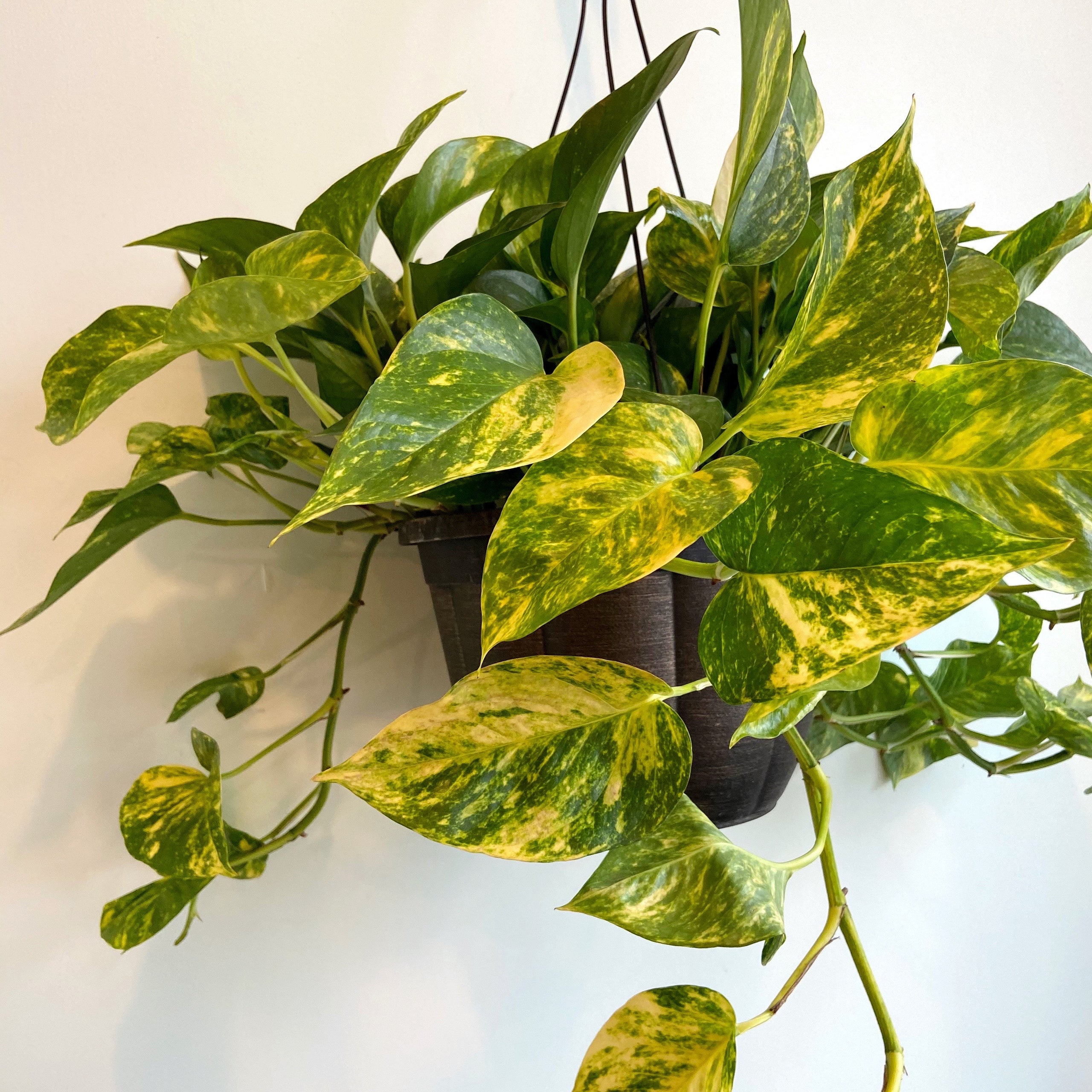 Pothos Golden | Plant & Curio